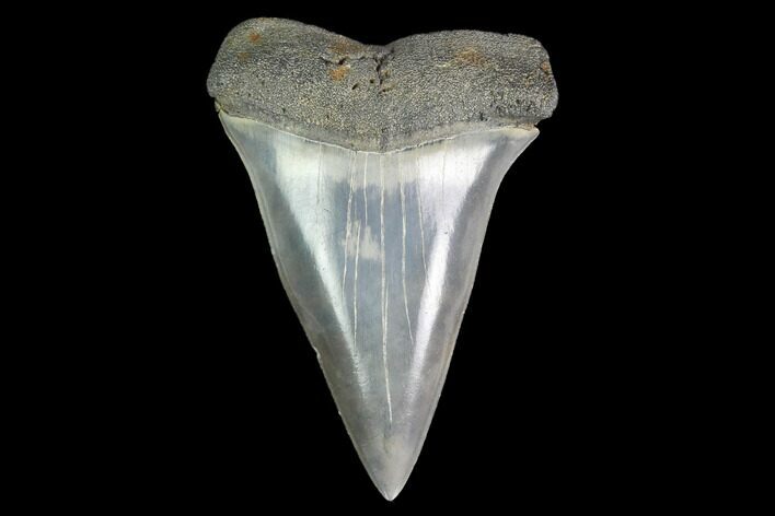 Fossil Mako Shark Tooth - South Carolina #142314